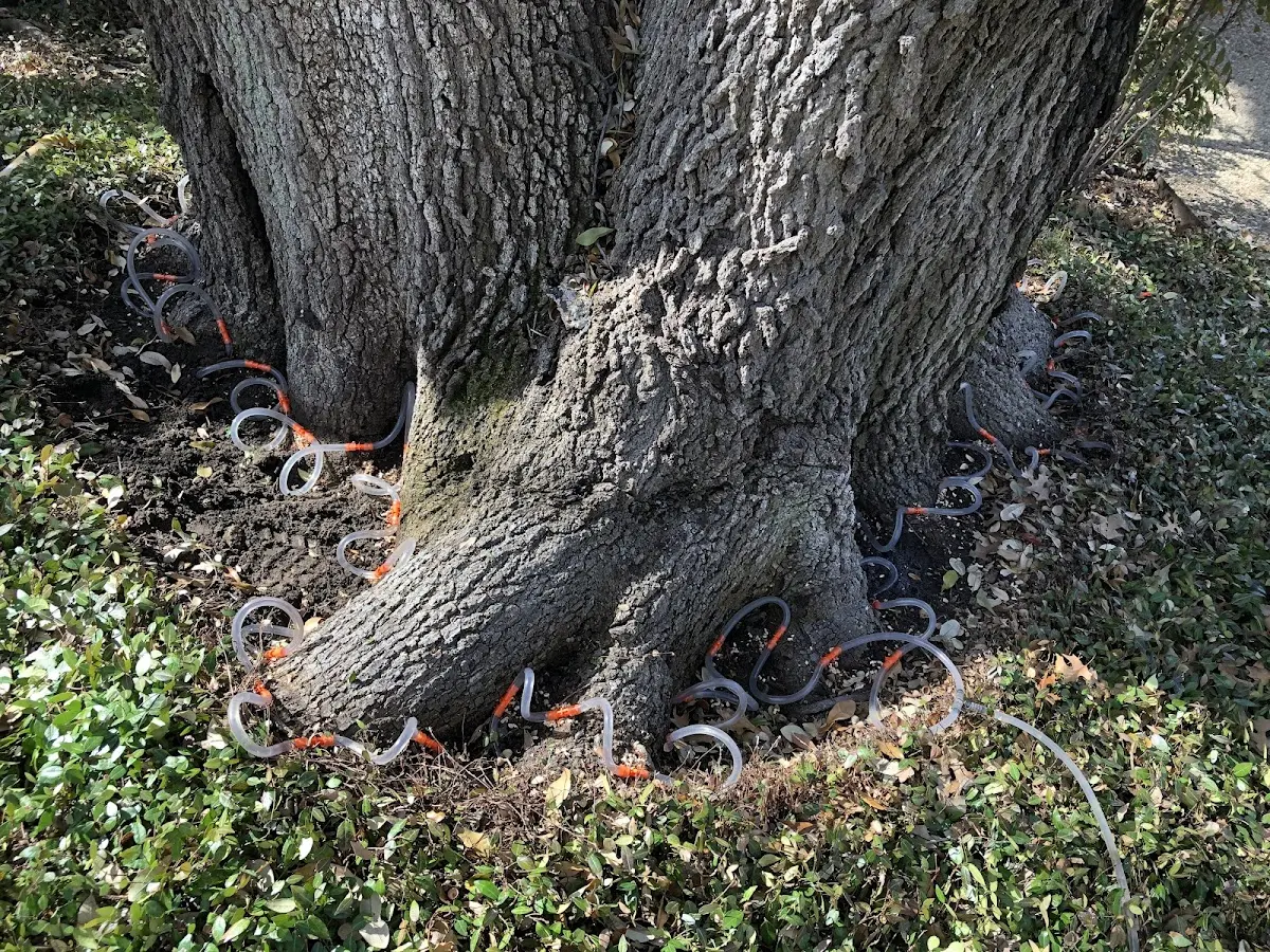 Detailed Tree Cabling and Bracing job site in Woden